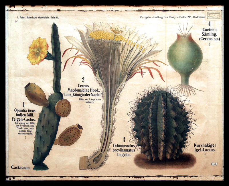 Tafel 10 Cactaceae